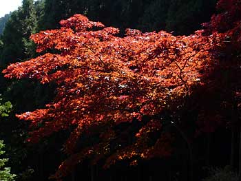 2014ooyama17.jpg