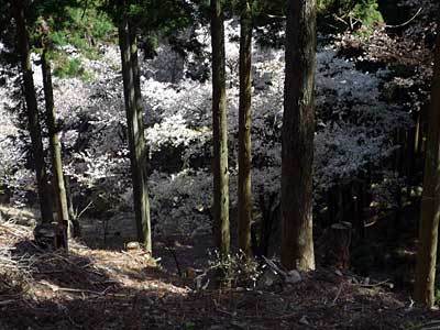 2015okutamako418-14.jpg