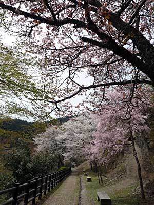 2015okutamako418-3.jpg