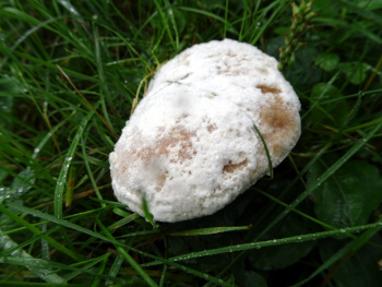 20613-33.JPG