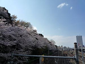 asukayama2.jpg