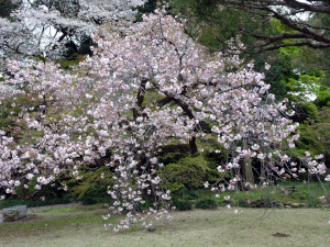 gyoen2.JPG