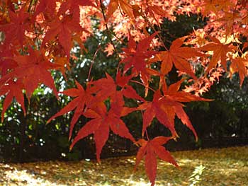 gyoen2013-2.jpg