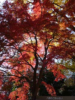 gyoen2013-3.jpg