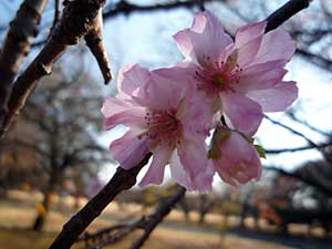 gyoen2013-4.jpg