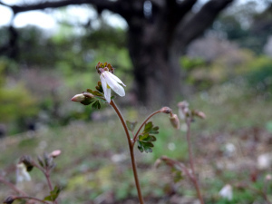 gyoen4.JPG