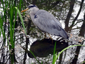 gyoen5.JPG