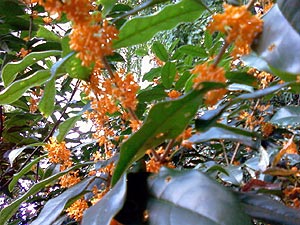 kinmokusei2011.jpg