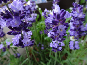 lavender2.JPG