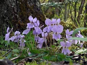 okutama2016-4-16.jpg