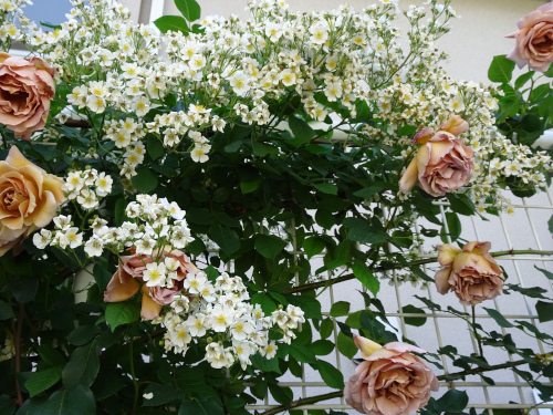 rose5.JPG