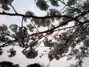 sakura1.jpg