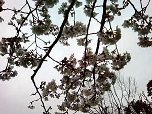 sakura2.jpg