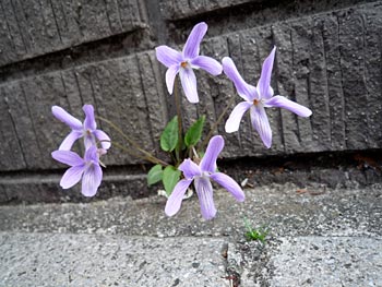 sumire63.jpg
