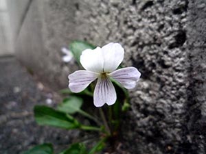 sumire76.jpg